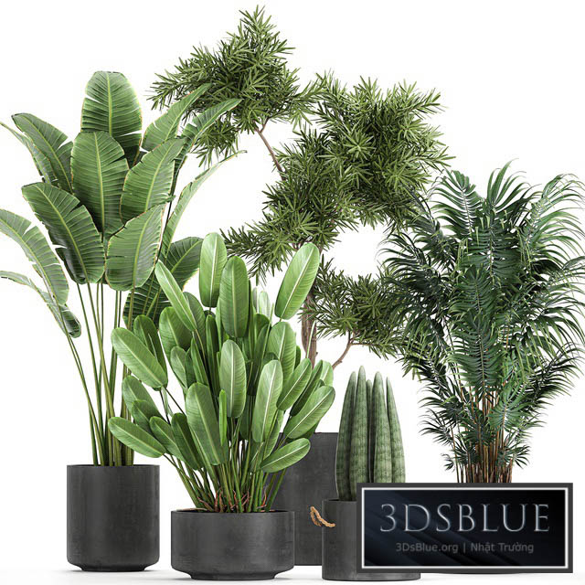 Collection of plants in concrete pots with Strelitzia palm Sansevieria. Set 754. 3DS Max - thumbnail 3