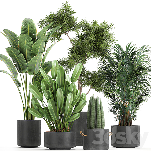 Collection of plants in concrete pots with Strelitzia. palm. Sansevieria. Set 754. 3DSMax File - thumbnail 1