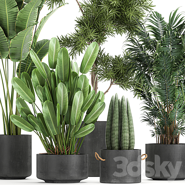 Collection of plants in concrete pots with Strelitzia. palm. Sansevieria. Set 754. 3DSMax File - thumbnail 2