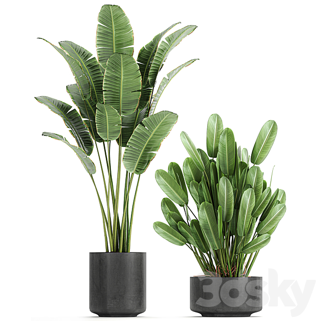 Collection of plants in concrete pots with Strelitzia. palm. Sansevieria. Set 754. 3DSMax File - thumbnail 3