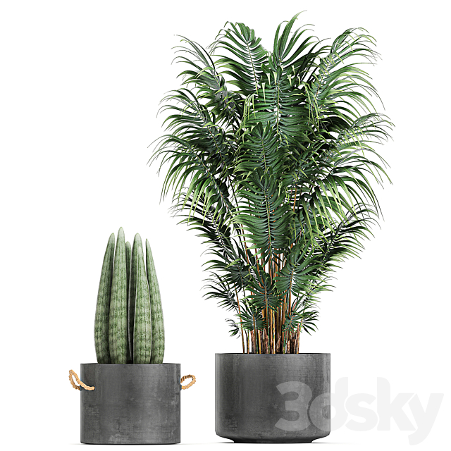 Collection of plants in concrete pots with Strelitzia. palm. Sansevieria. Set 754. 3DSMax File - thumbnail 4