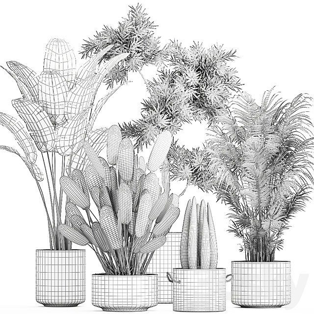 Collection of plants in concrete pots with Strelitzia. palm. Sansevieria. Set 754. 3DSMax File - thumbnail 5