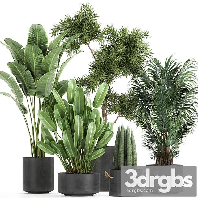 Collection of plants in concrete pots with strelitzia, palm, sansevieria. set 754. - thumbnail 1