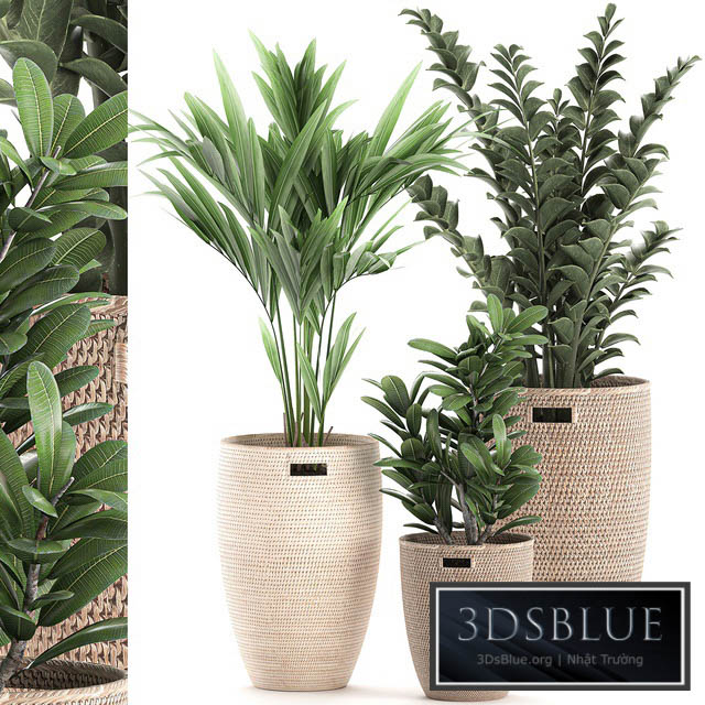 Collection of plants in decorative baskets pots with Zamiokulkas Money tree palm tree hovea. Set 568. 3DS Max - thumbnail 3