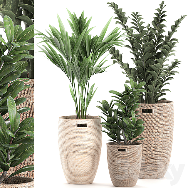 Collection of plants in decorative baskets pots with Zamiokulkas. Money tree. palm tree. hovea. Set 568. 3DSMax File - thumbnail 1