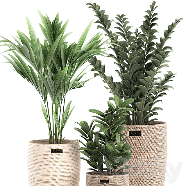 Collection of plants in decorative baskets pots with Zamiokulkas. Money tree. palm tree. hovea. Set 568. 3DSMax File - thumbnail 2