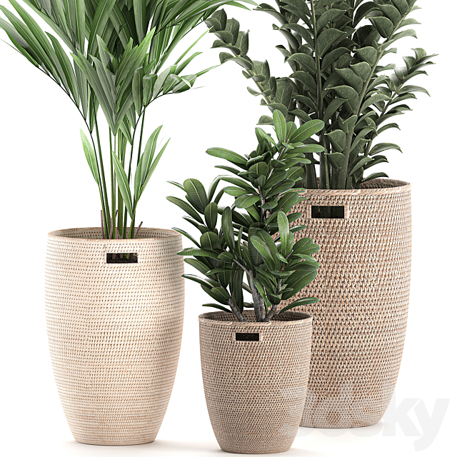 Collection of plants in decorative baskets pots with Zamiokulkas. Money tree. palm tree. hovea. Set 568. 3DSMax File - thumbnail 3