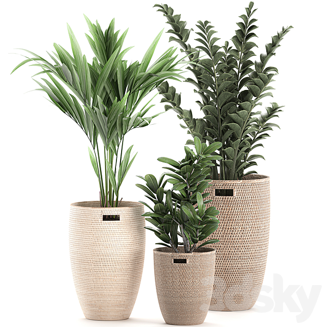 Collection of plants in decorative baskets pots with Zamiokulkas. Money tree. palm tree. hovea. Set 568. 3DSMax File - thumbnail 4