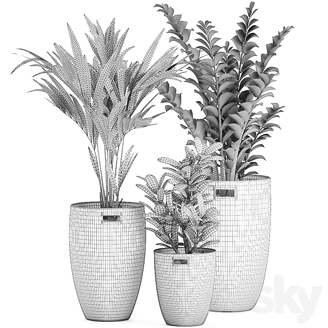 Collection of plants in decorative baskets pots with Zamiokulkas. Money tree. palm tree. hovea. Set 568. 3DSMax File - thumbnail 5