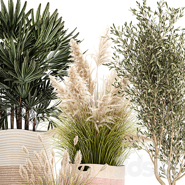 Collection of plants in fabric baskets with Olive cactus pampas grass basket palm. Set 1093. 3ds Max - thumbnail 3