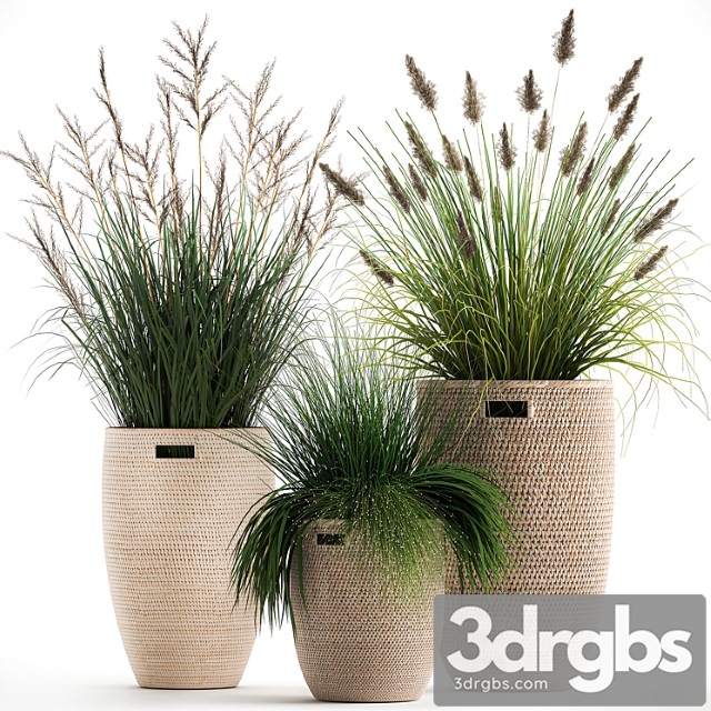 Collection of plants in flower baskets with pampas grass, flowerpot, bush, reed. set 1027. - thumbnail 1