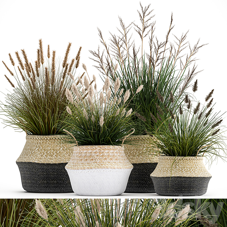 Collection of plants in flower baskets with Pampas grass flowerpot bush reed. Set 1028. 3DS Max - thumbnail 1