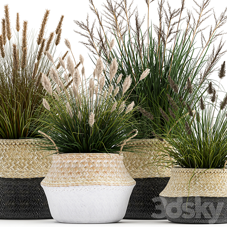 Collection of plants in flower baskets with Pampas grass flowerpot bush reed. Set 1028. 3DS Max - thumbnail 2