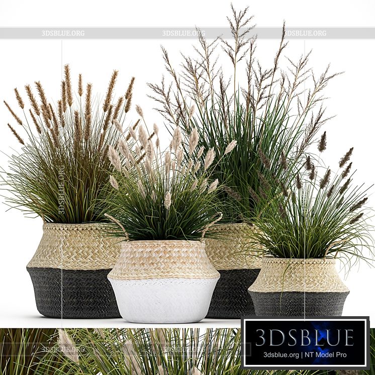 Collection of plants in flower baskets with Pampas grass flowerpot bush reed. Set 1028. 3DS Max - thumbnail 3