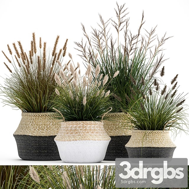 Collection of plants in flower baskets with pampas grass, flowerpot, bush, reed. set 1028. - thumbnail 1