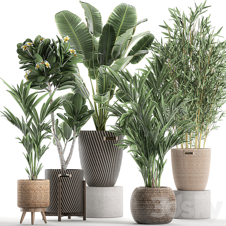 Collection of plants in flower wicker baskets with banana palm bamboo bush Hovea plumeria. Set 631. 3DS Max - thumbnail 1