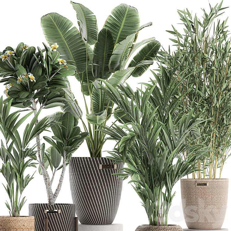 Collection of plants in flower wicker baskets with banana palm bamboo bush Hovea plumeria. Set 631. 3DS Max - thumbnail 2