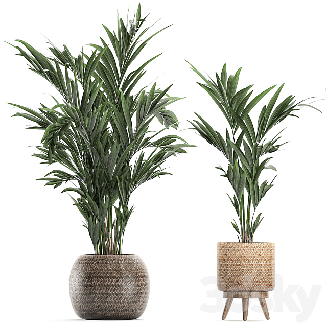 Collection of plants in flower wicker baskets with banana palm. bamboo bush. Hovea. plumeria. Set 631. 3DSMax File - thumbnail 3