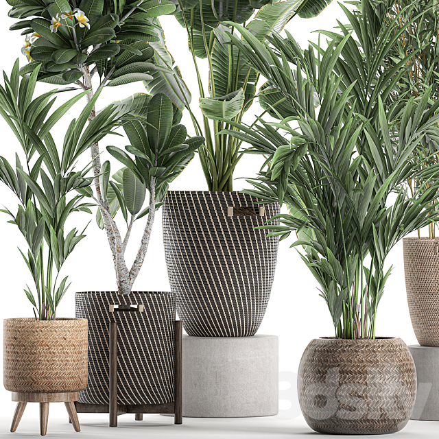 Collection of plants in flower wicker baskets with banana palm. bamboo bush. Hovea. plumeria. Set 631. 3DSMax File - thumbnail 4