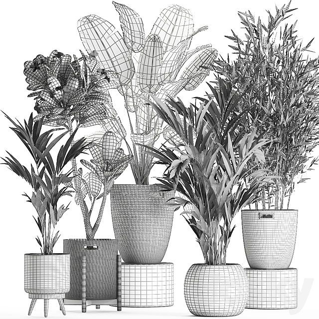 Collection of plants in flower wicker baskets with banana palm. bamboo bush. Hovea. plumeria. Set 631. 3DSMax File - thumbnail 5