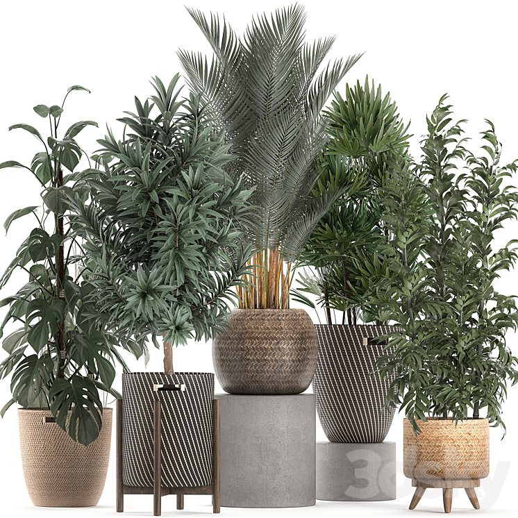 Collection of plants in flower wicker baskets with Monstera bamboo bush palm Raphis Palm Dracaena. Set 632. 3DS Max - thumbnail 1