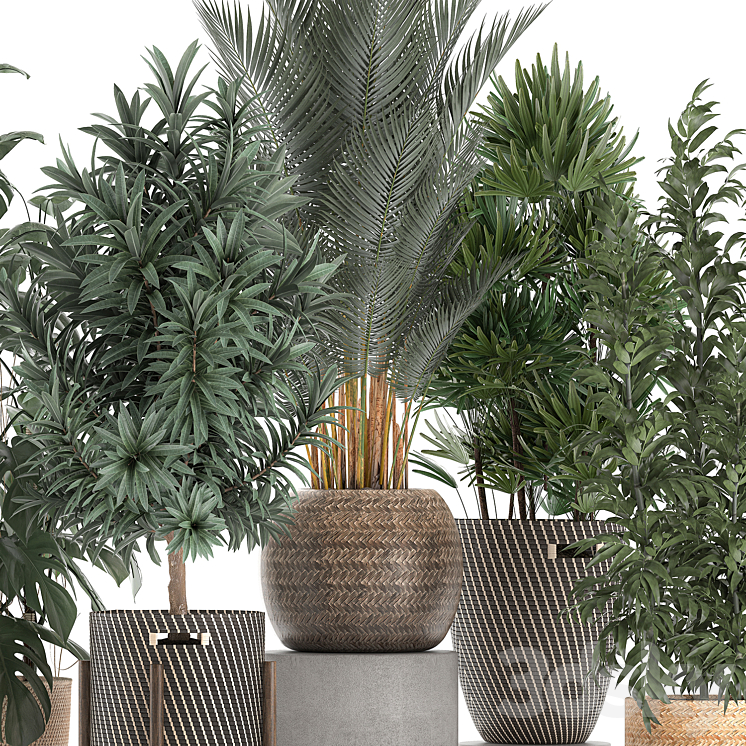 Collection of plants in flower wicker baskets with Monstera bamboo bush palm Raphis Palm Dracaena. Set 632. 3DS Max - thumbnail 2