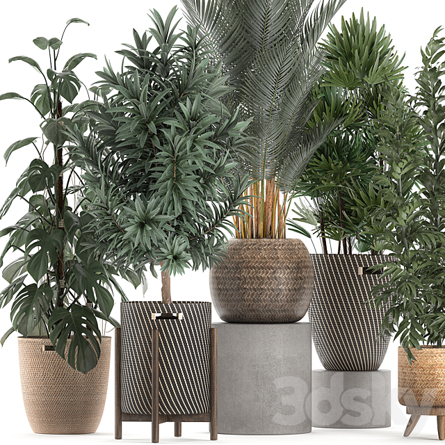 Collection of plants in flower wicker baskets with Monstera. bamboo bush. palm. Raphis Palm. Dracaena. Set 632. 3DSMax File - thumbnail 3