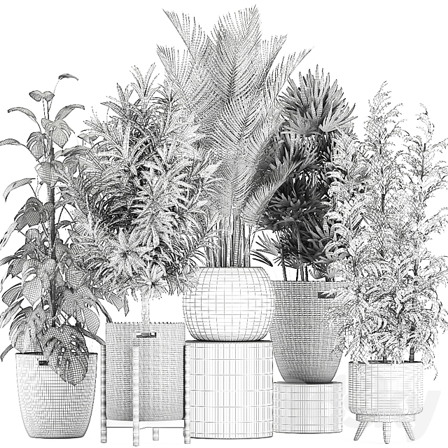 Collection of plants in flower wicker baskets with Monstera. bamboo bush. palm. Raphis Palm. Dracaena. Set 632. 3DSMax File - thumbnail 4