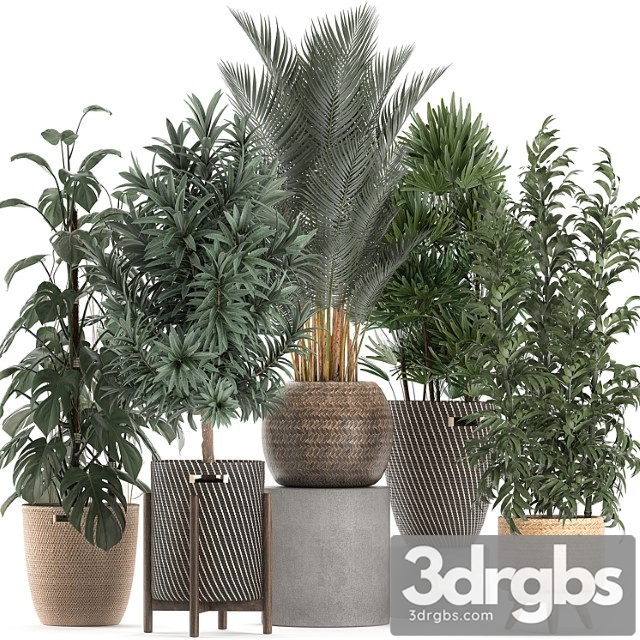 Collection of plants in flower wicker baskets with monstera, bamboo bush, palm, raphis palm, dracaena. set 632. - thumbnail 1