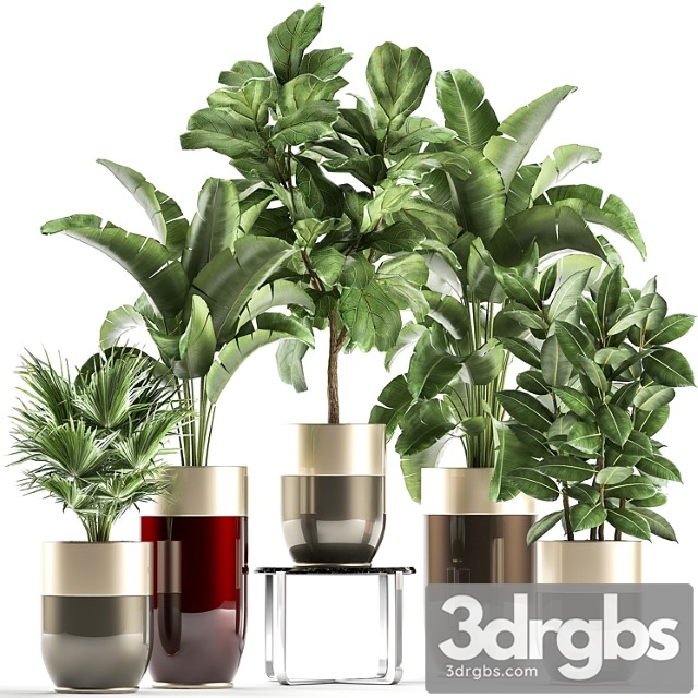 Collection of plants in gold pots godwin longhi luxury with banana palm, ficus, luxury decor. set 858. - thumbnail 1