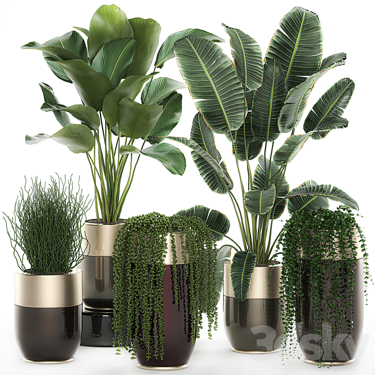 Collection of plants in gold pots Godwin Longhi with hanging Banana calathea Krestovnik Strelitzia. Set 706. 3DS Max - thumbnail 1