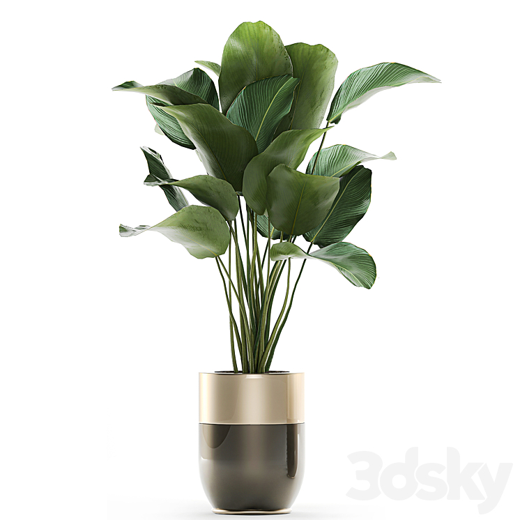 Collection of plants in gold pots Godwin Longhi with hanging Banana calathea Krestovnik Strelitzia. Set 706. 3DS Max - thumbnail 2