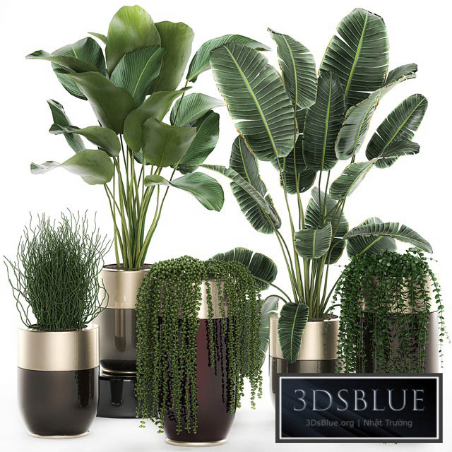 Collection of plants in gold pots Godwin Longhi with hanging Banana calathea Krestovnik Strelitzia. Set 706. 3DS Max - thumbnail 3