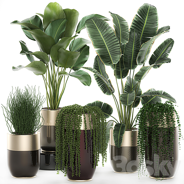 Collection of plants in gold pots Godwin Longhi with hanging. Banana. calathea. Krestovnik. Strelitzia. Set 706. 3DSMax File - thumbnail 1