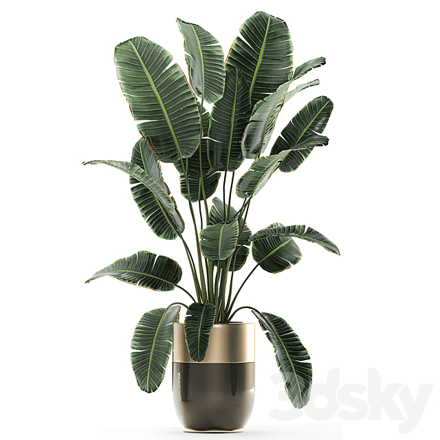 Collection of plants in gold pots Godwin Longhi with hanging. Banana. calathea. Krestovnik. Strelitzia. Set 706. 3DSMax File - thumbnail 4