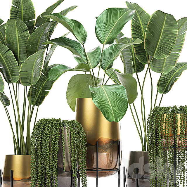 Collection of plants in golden pots on legs with banana palm strelitzia Krestovnik Kalatea lutea hanging plants. Set 768 3DS Max Model - thumbnail 2