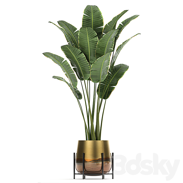 Collection of plants in golden pots on legs with banana palm strelitzia Krestovnik Kalatea lutea hanging plants. Set 768 3DS Max Model - thumbnail 3