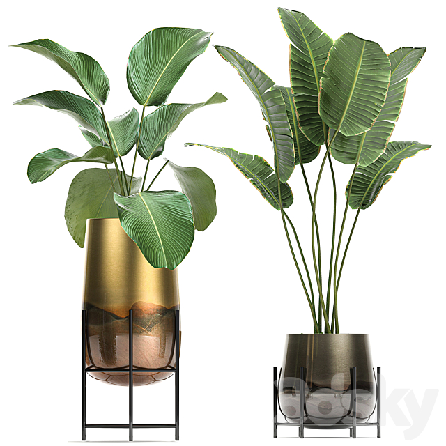 Collection of plants in golden pots on legs with banana palm strelitzia Krestovnik Kalatea lutea hanging plants. Set 768 3DS Max Model - thumbnail 4