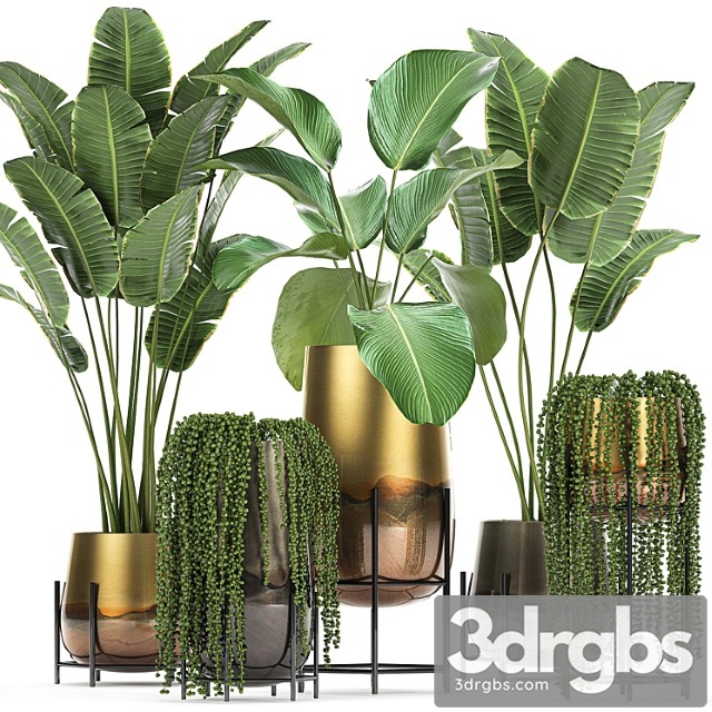 Collection of plants in golden pots on legs with banana palm, strelitzia, krestovnik, kalatea lutea, hanging plants. set 768 - thumbnail 1