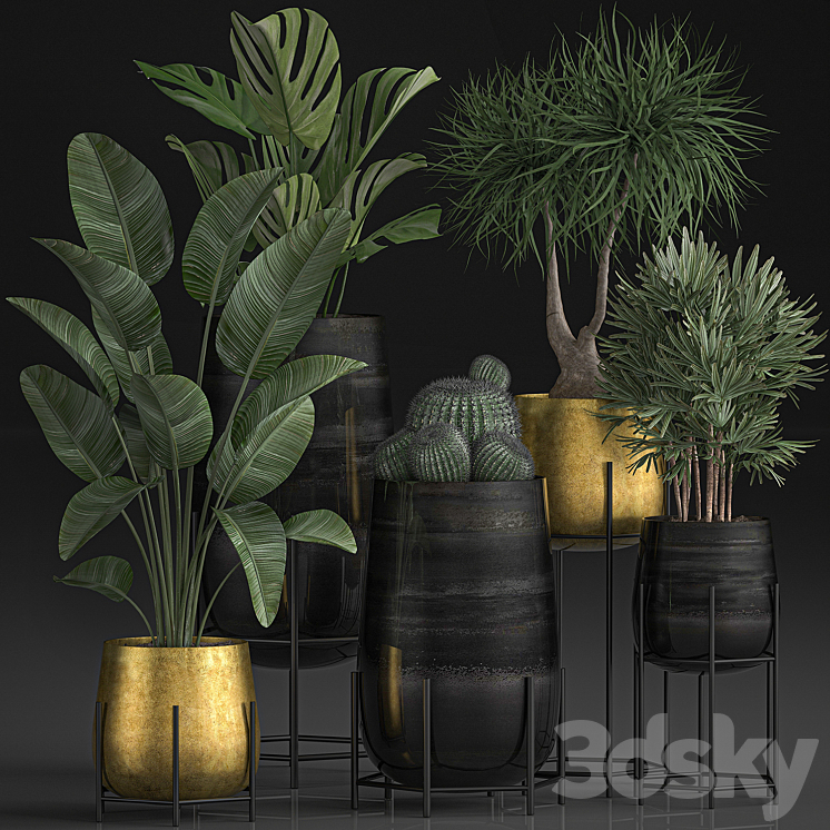 Collection of plants in luxury gold pots on legs with Monstera Banana rapeseed dracaena cactus luxury decor. Set 546. 3DS Max - thumbnail 1