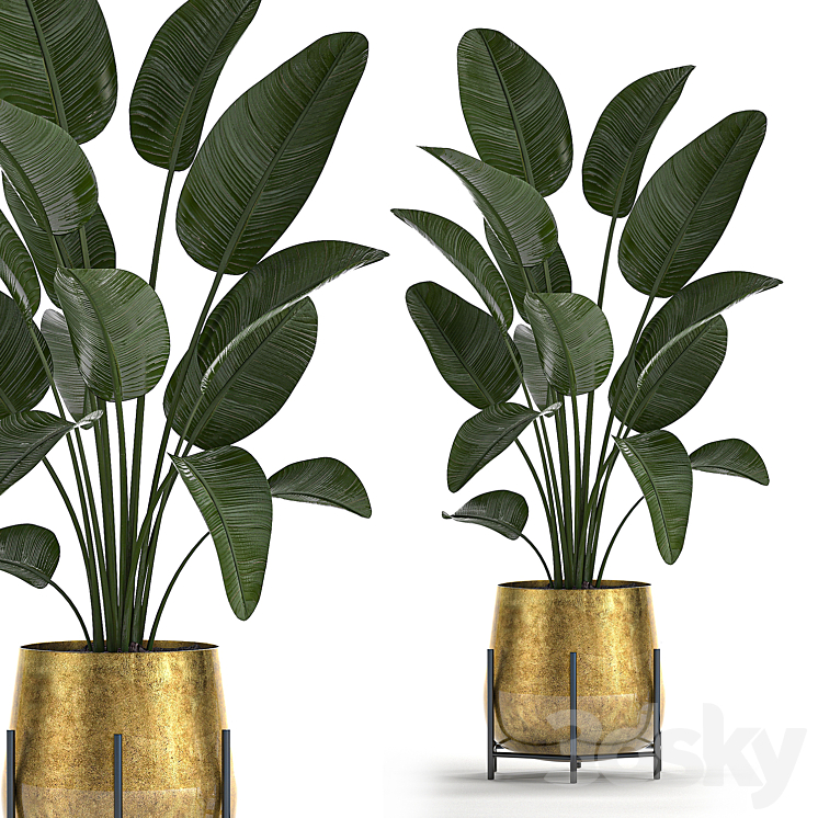 Collection of plants in luxury gold pots on legs with Monstera Banana rapeseed dracaena cactus luxury decor. Set 546. 3DS Max - thumbnail 2