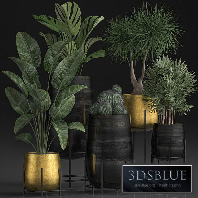 Collection of plants in luxury gold pots on legs with Monstera Banana rapeseed dracaena cactus luxury decor. Set 546. 3DS Max - thumbnail 3