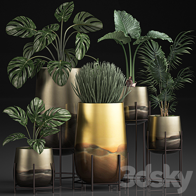 Collection of plants in luxury gold pots on legs with Monstera. palm. hovea. Alokasia. Sansevieria. Set 544. 3DSMax File - thumbnail 1