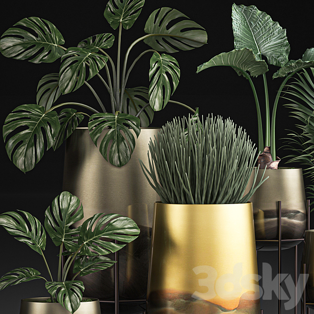 Collection of plants in luxury gold pots on legs with Monstera. palm. hovea. Alokasia. Sansevieria. Set 544. 3DSMax File - thumbnail 2