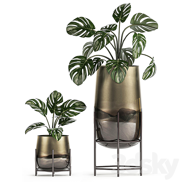 Collection of plants in luxury gold pots on legs with Monstera. palm. hovea. Alokasia. Sansevieria. Set 544. 3DSMax File - thumbnail 4