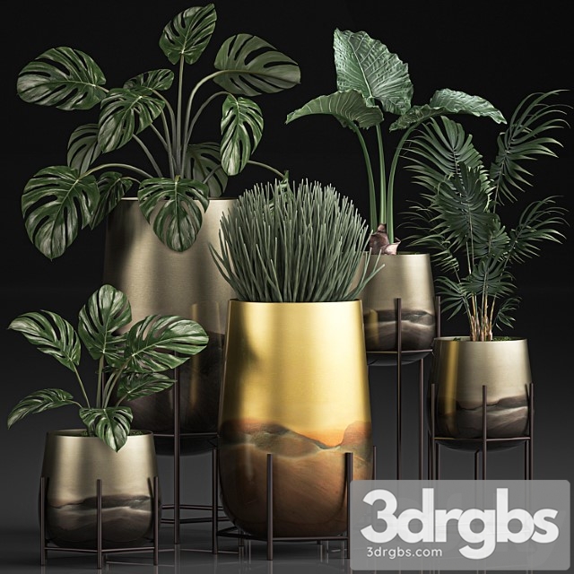 Collection of plants in luxury gold pots on legs with monstera, palm, hovea, alokasia, sansevieria. set 544. - thumbnail 1