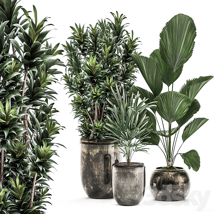 Collection of plants in luxury pots with Dracaena Licuala palm rapis luxury decor. Set 531 3DS Max - thumbnail 1