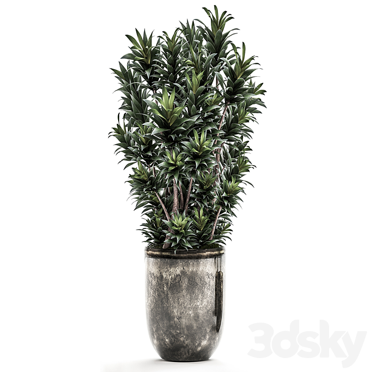 Collection of plants in luxury pots with Dracaena Licuala palm rapis luxury decor. Set 531 3DS Max - thumbnail 2