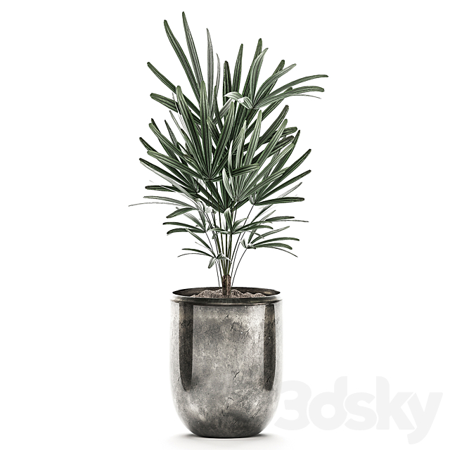 Collection of plants in luxury pots with Dracaena. Licuala. palm. rapis. luxury decor. Set 531 3DSMax File - thumbnail 3