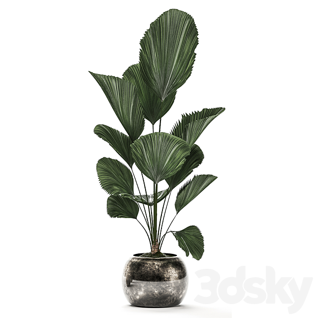 Collection of plants in luxury pots with Dracaena. Licuala. palm. rapis. luxury decor. Set 531 3DSMax File - thumbnail 4